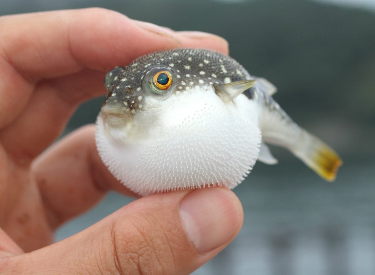 Длинноиглая рыба-ёж