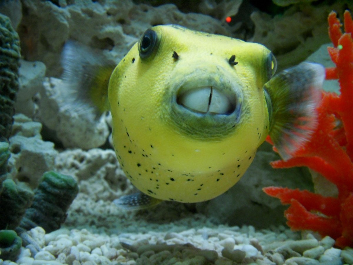 Пятнистая мурена