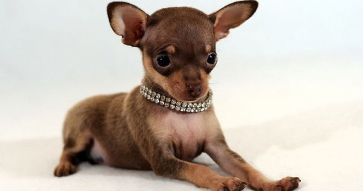 Карликовый терьер