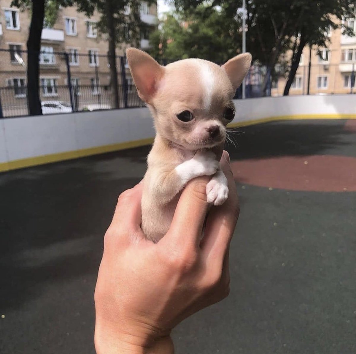 Чихуахуа течичи