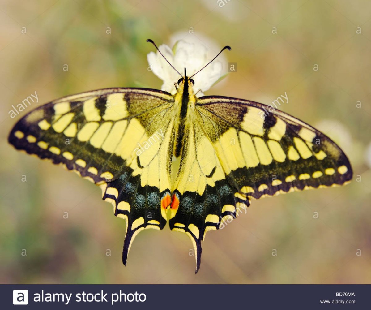 Огромная желтая бабочка