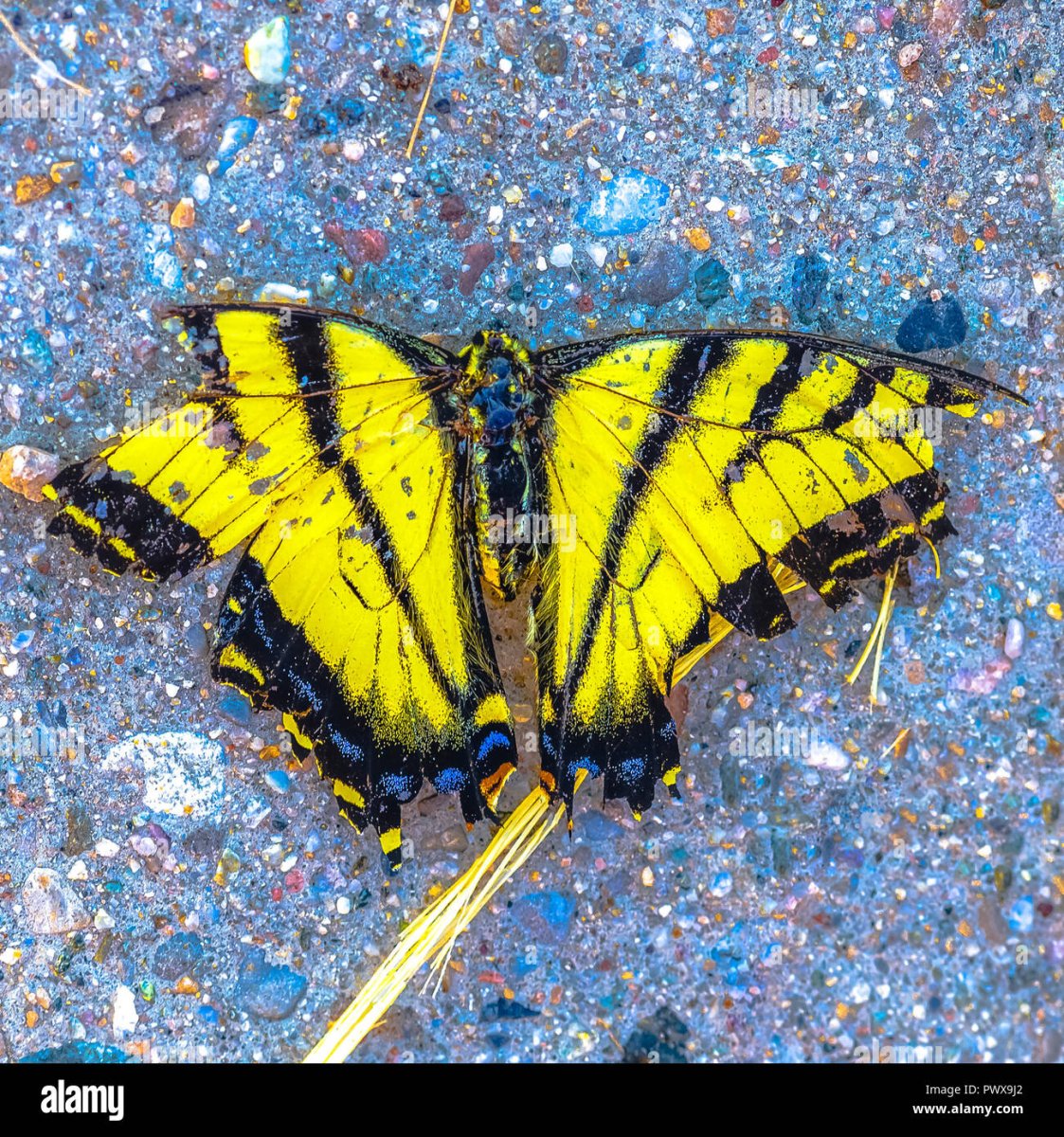 Черная бабочка с желтой полосой