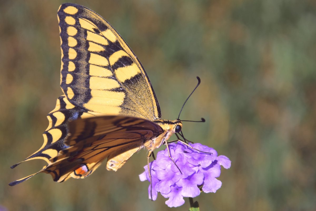 Бабочка с желтыми полосками