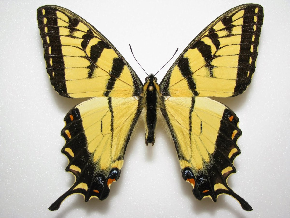 Парусник главк Papilio Glaucus
