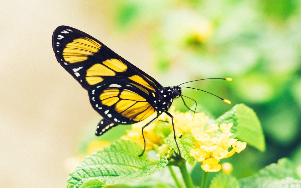 Бабочка желтая с черным