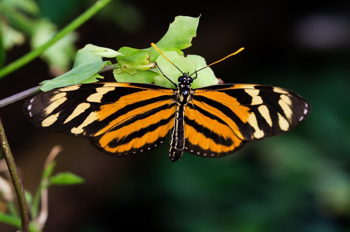 Слава бутана бабочка