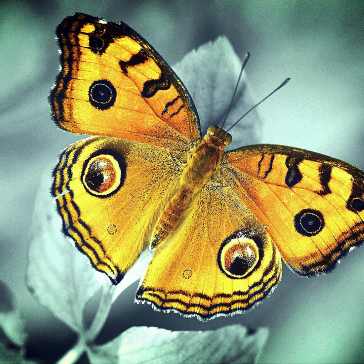 Жёлтая бабочка