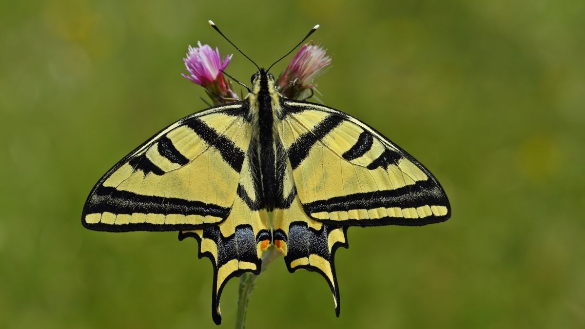 Бабочка парусник Коцебу