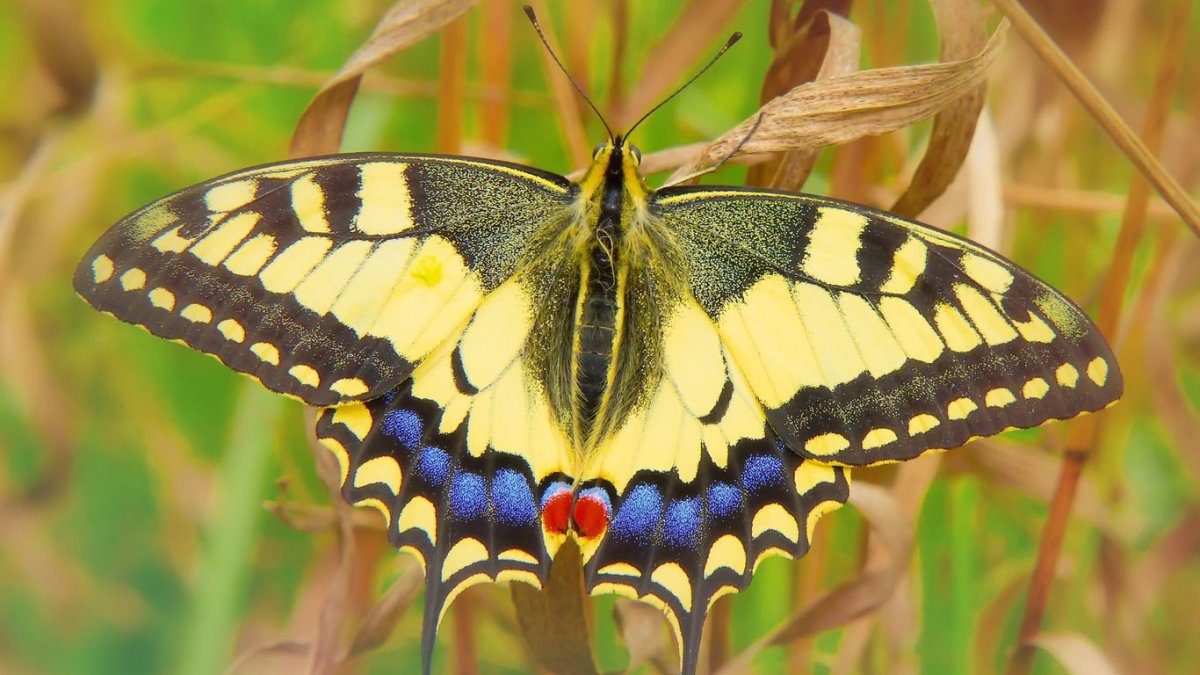 Бабочка желтая с черными пятнами