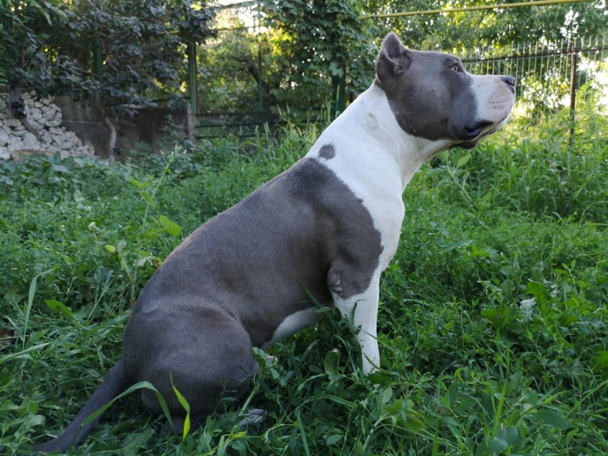 Американский стаффордширский терьер серый