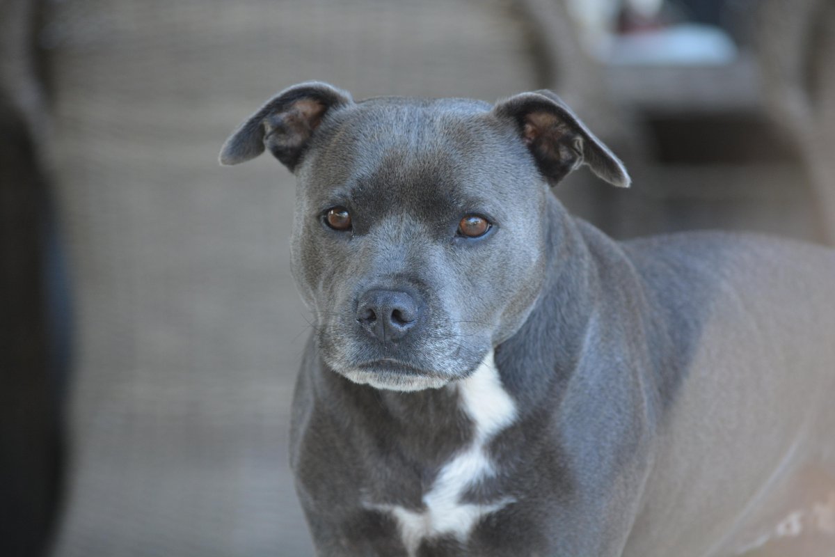 Бойцовская собака голубого окраса