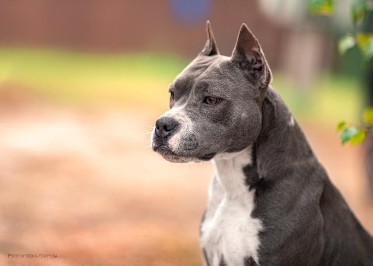 Американский стаффордширский терьер сука