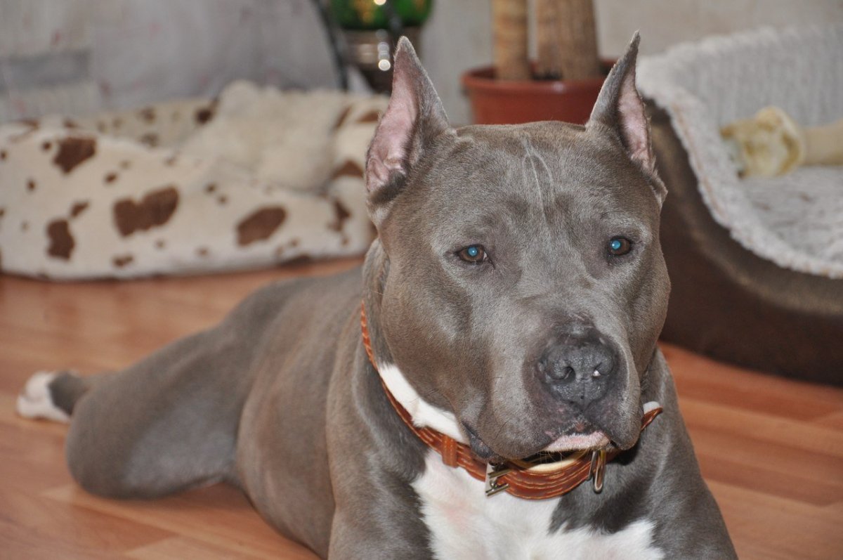 Американский стаффордширский терьер серый