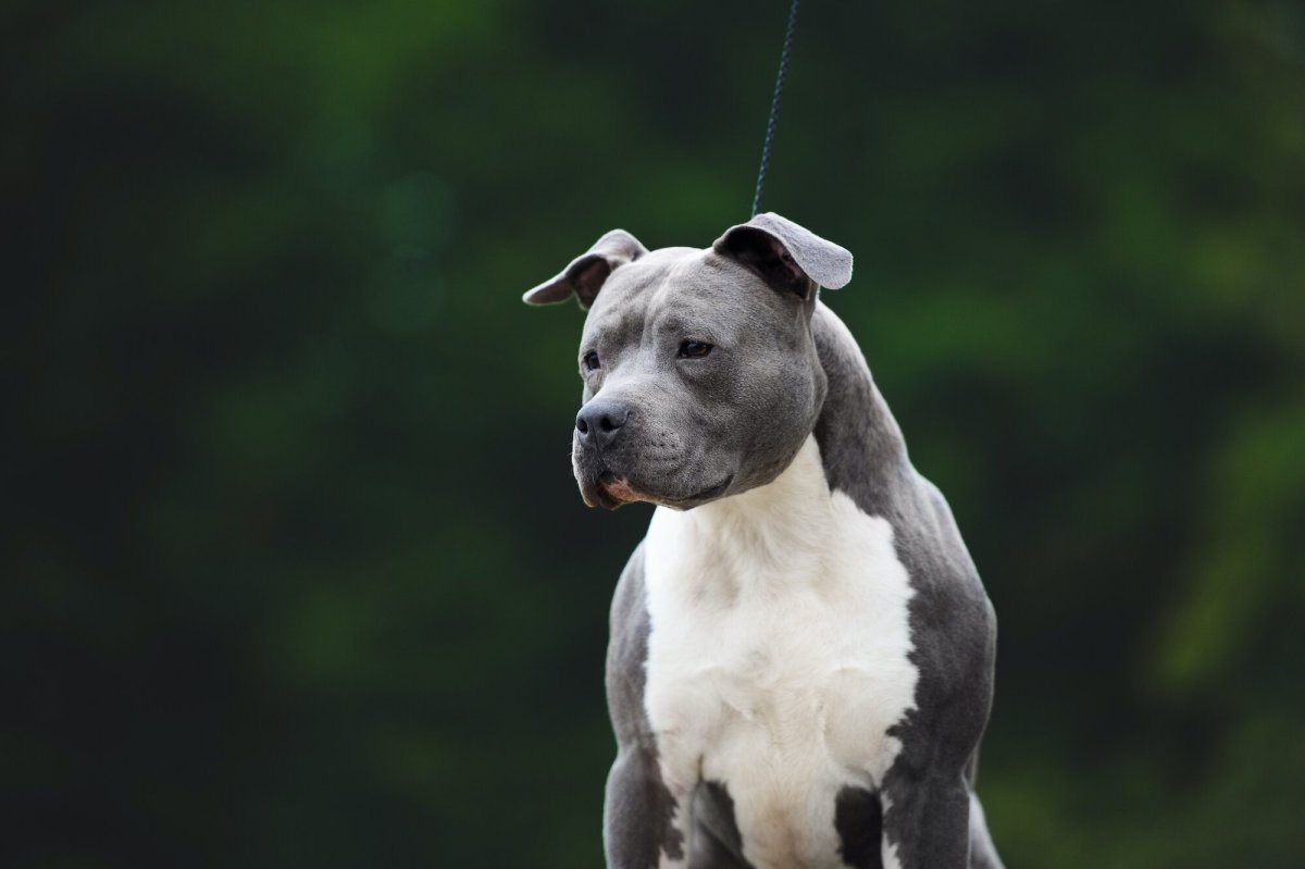 Амстафф пепельный