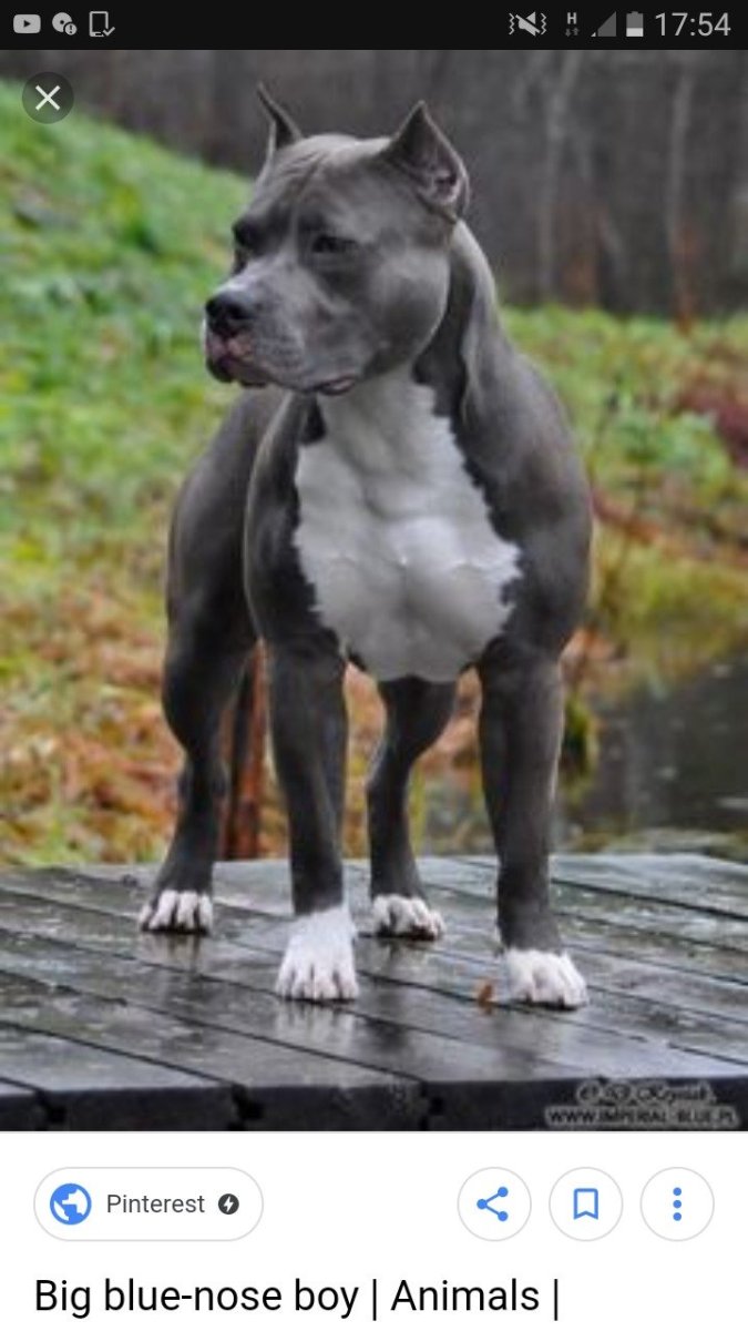 Американский питбуль щенки 20 дней