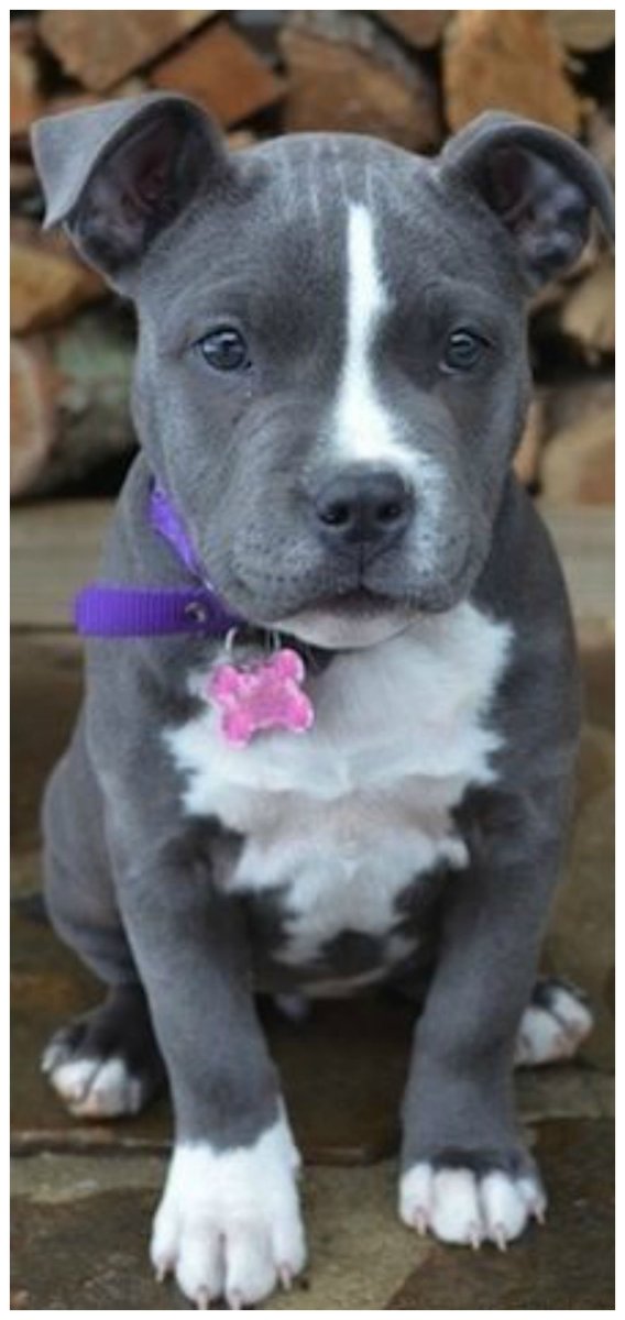 Американский стаффордширский терьер щенок голубой