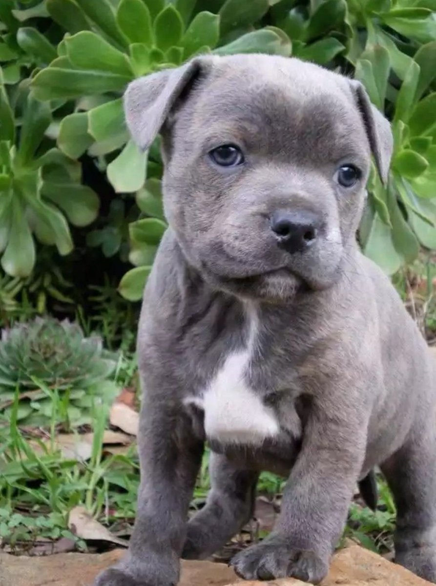 Питбуль Тип терьер