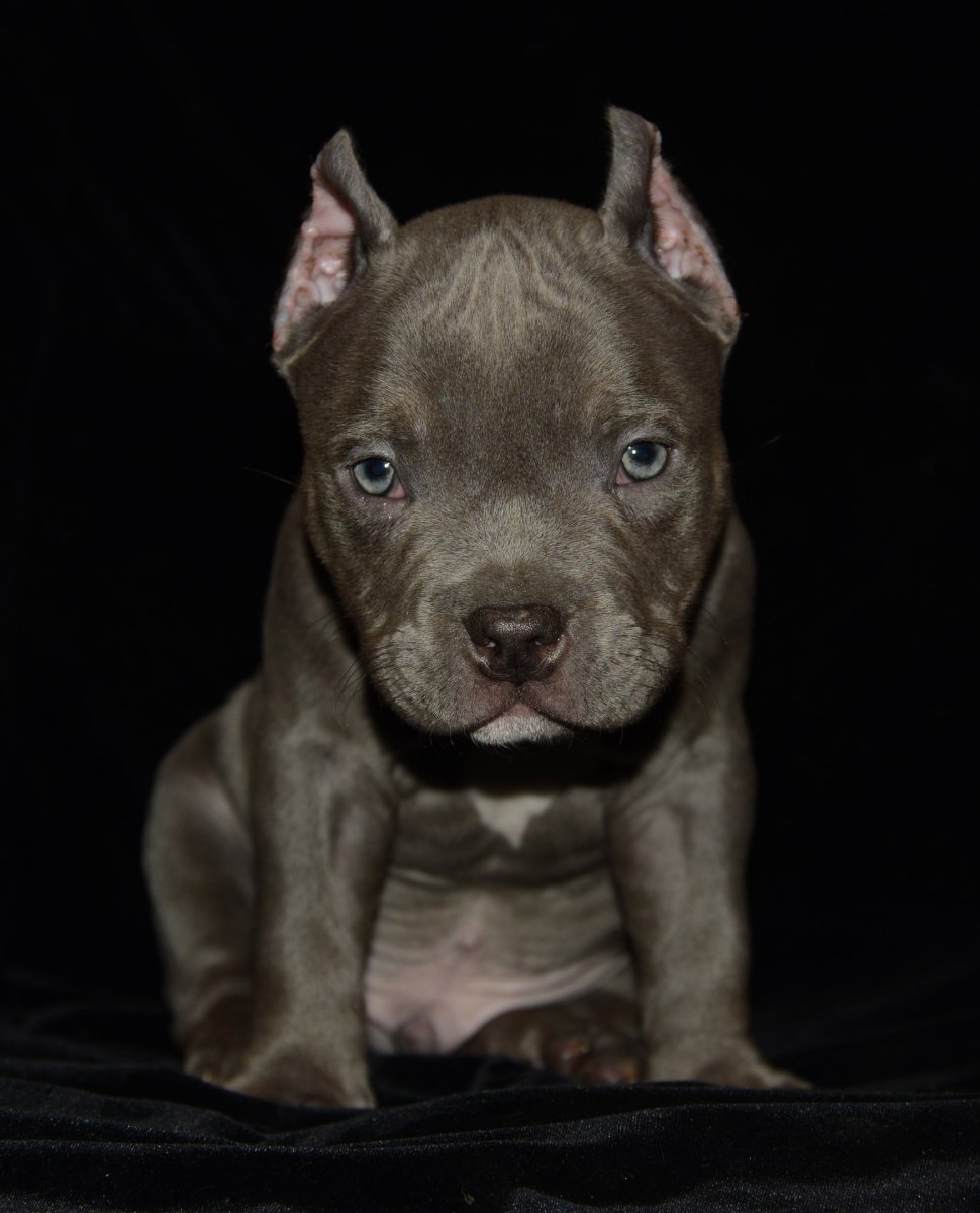 Американский стаффордширский терьер голубой