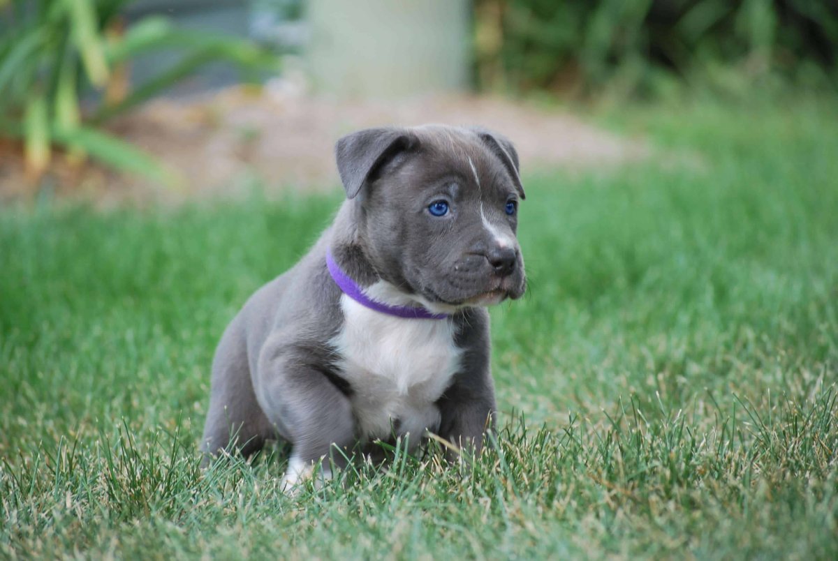 Стафф терьер голубой