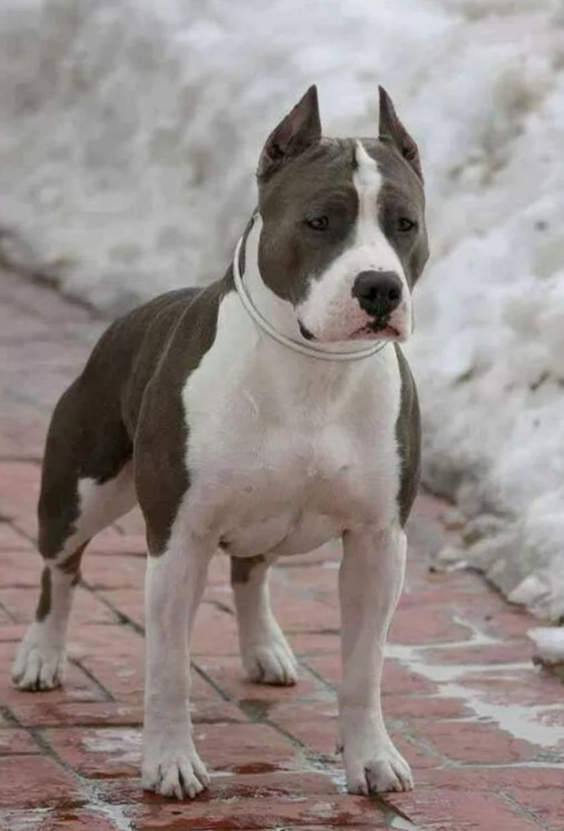 Американский питбультерьер серый