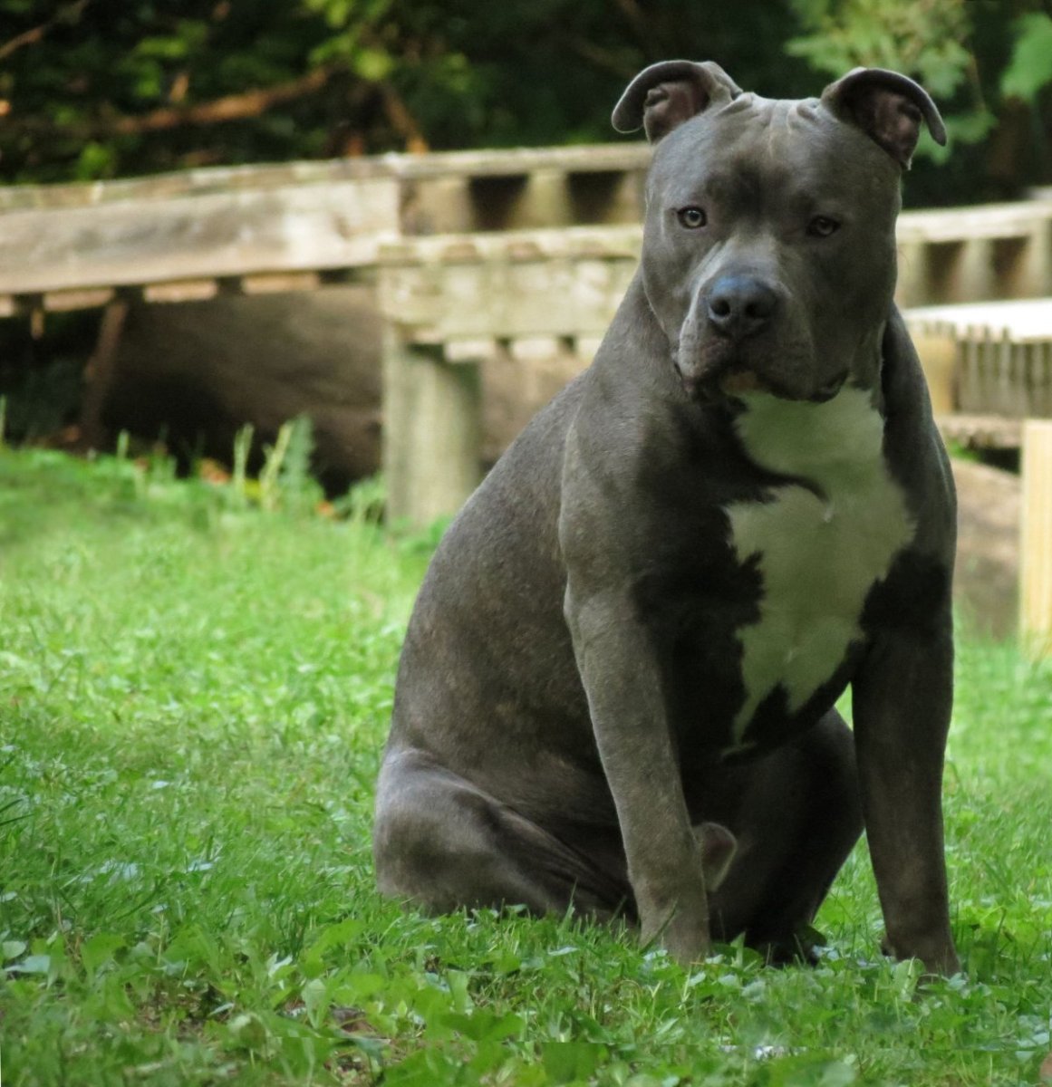 Питбуль серый с голубыми глазами