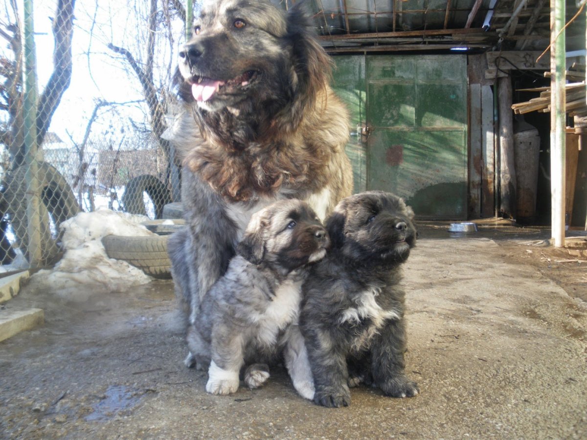 Кангал и Кавказская овчарка