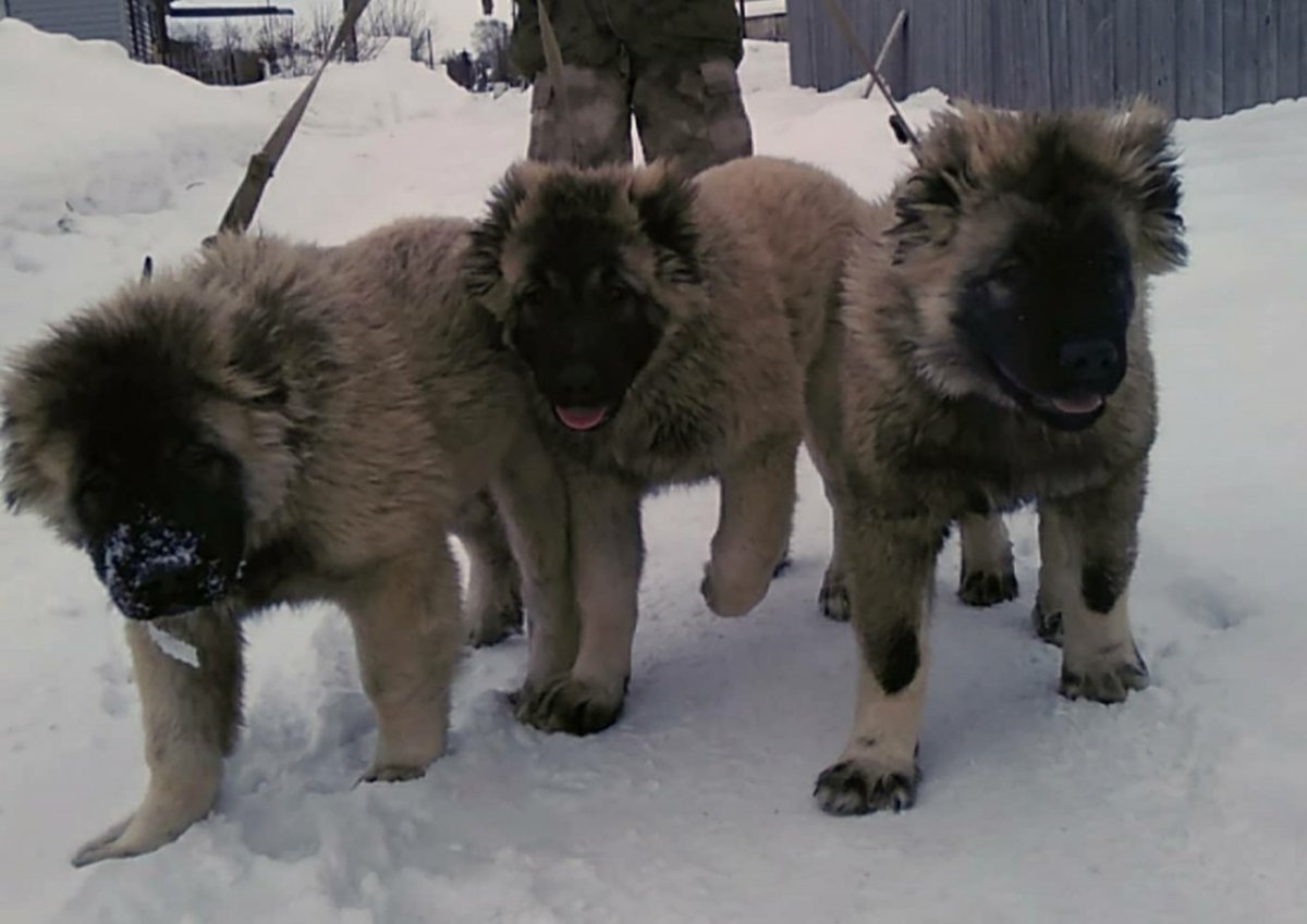 Метис алабай и волк
