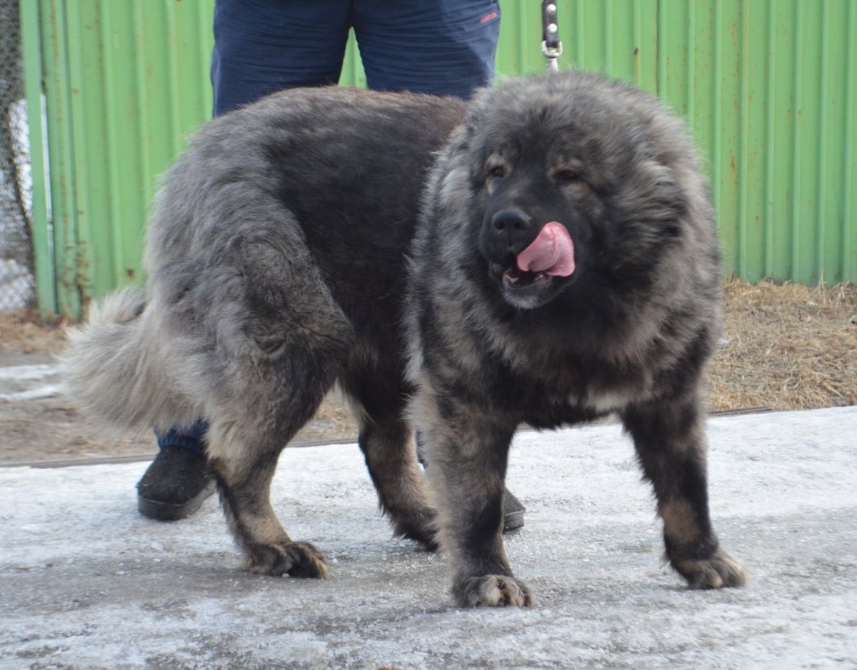 Волкособ гибрид волка