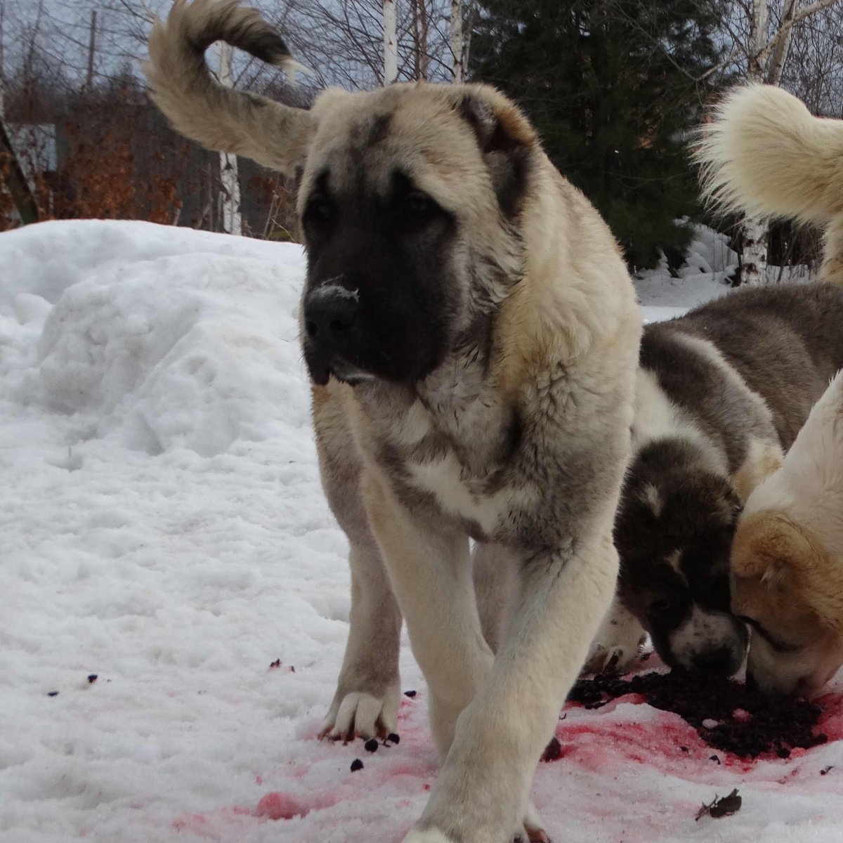 Среднеазиатская овчарка метис