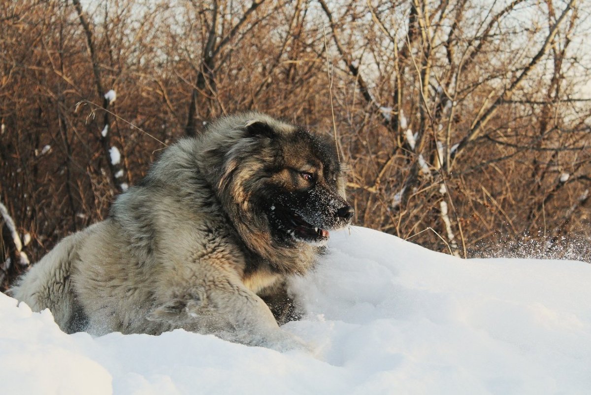 Волкособ и волкодав