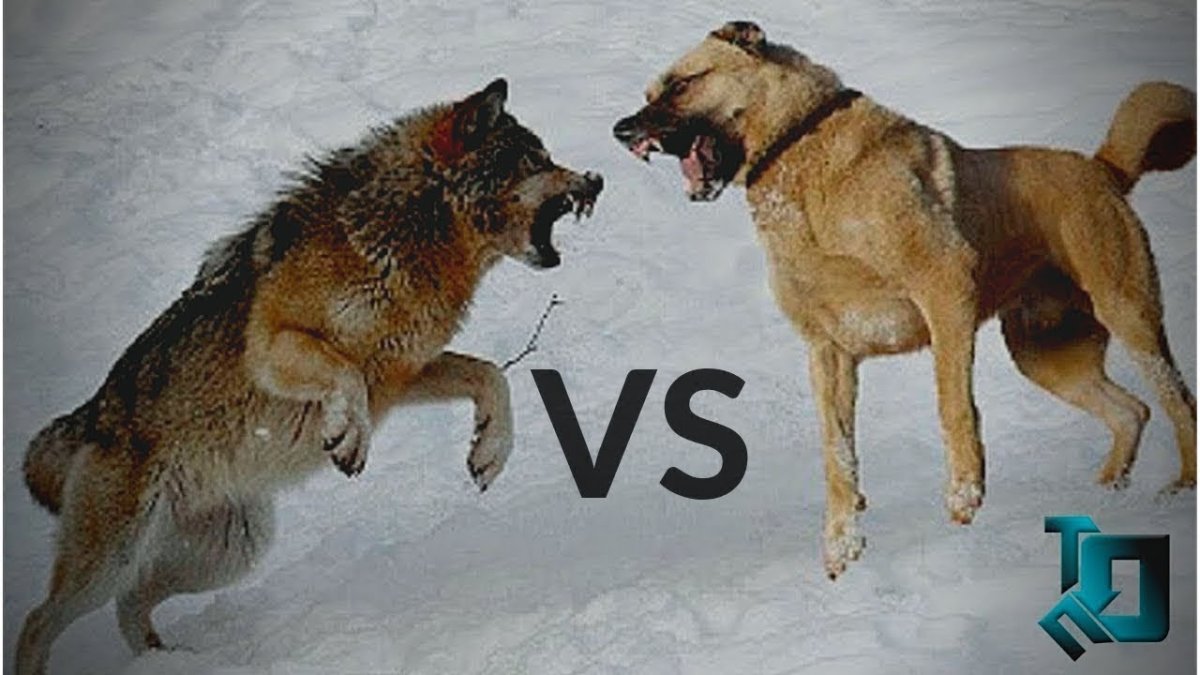 Волкособ рост