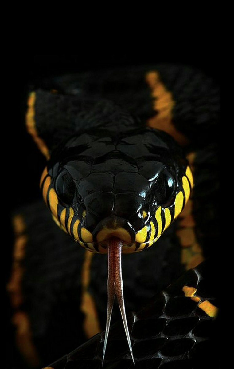 Королевский питон альбинос