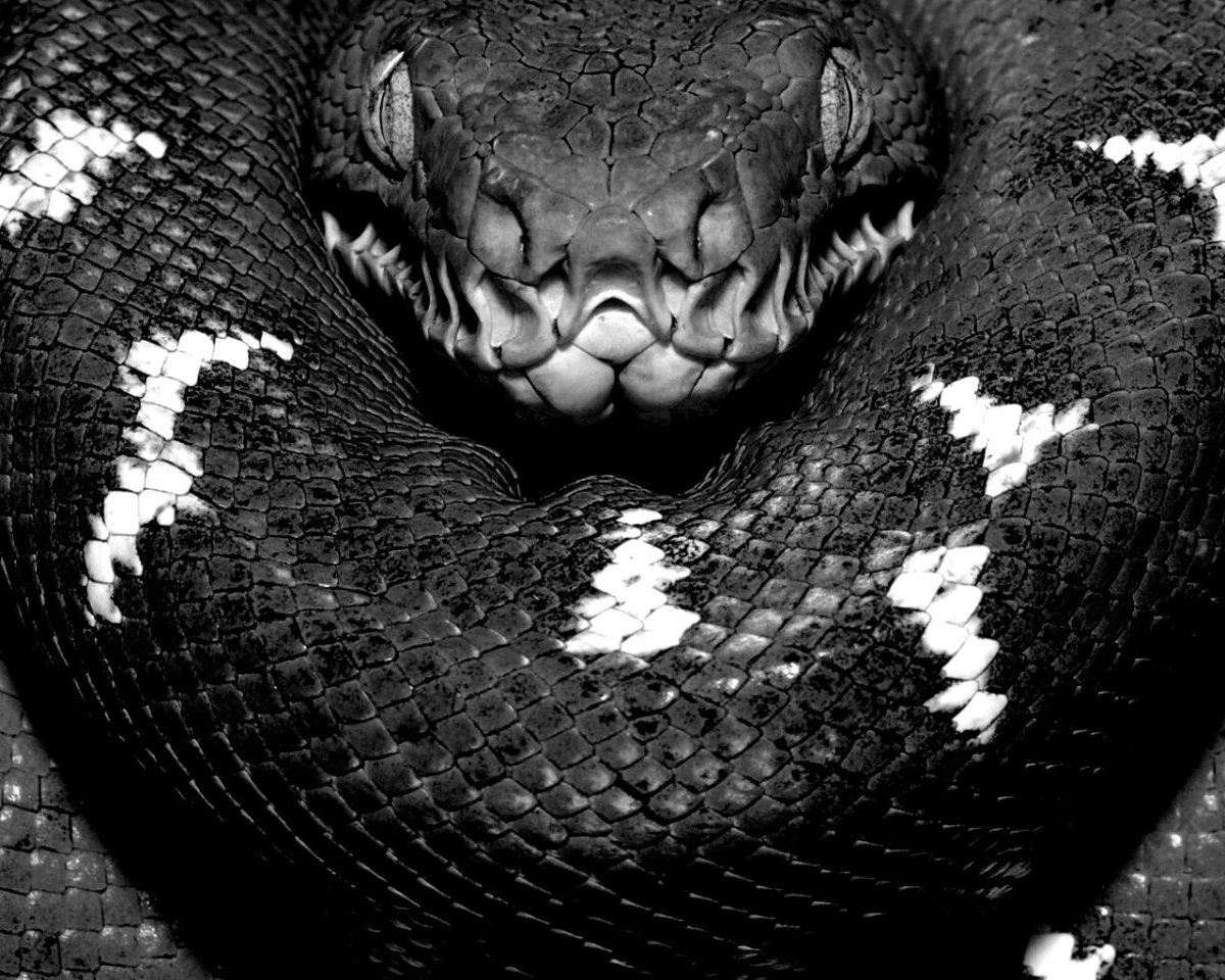 Голубая куфия змея