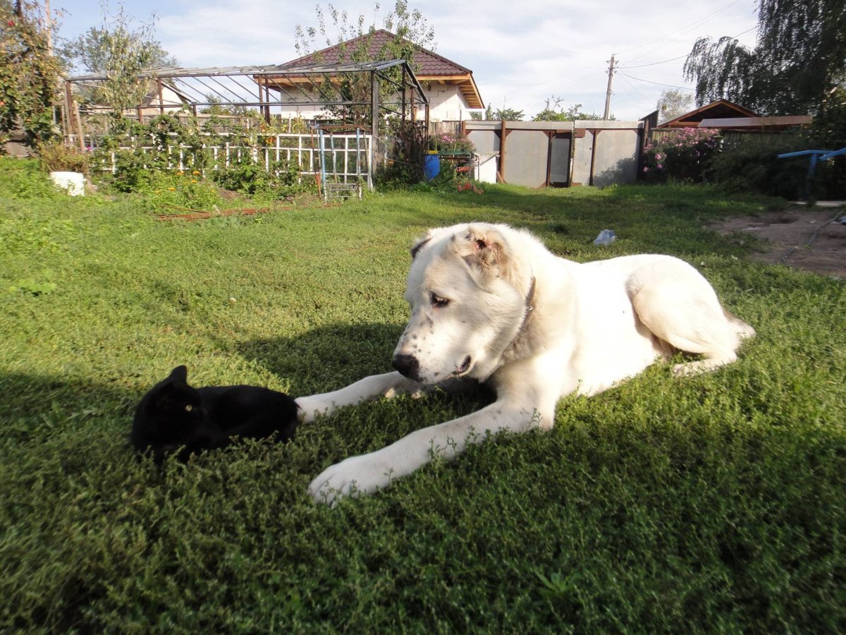 Кавказская овчарка большая белая