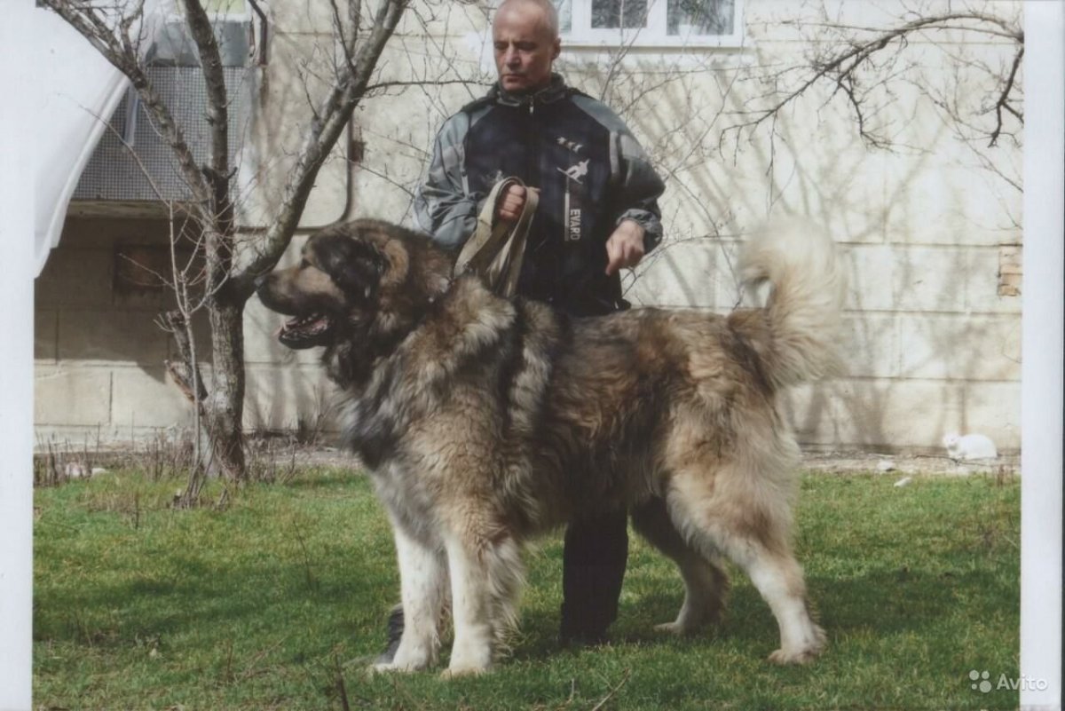 Американская овчарка лютоволк