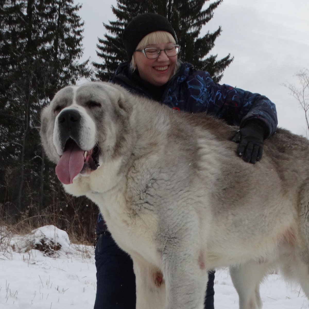 Кангал vs Кавказская овчарка