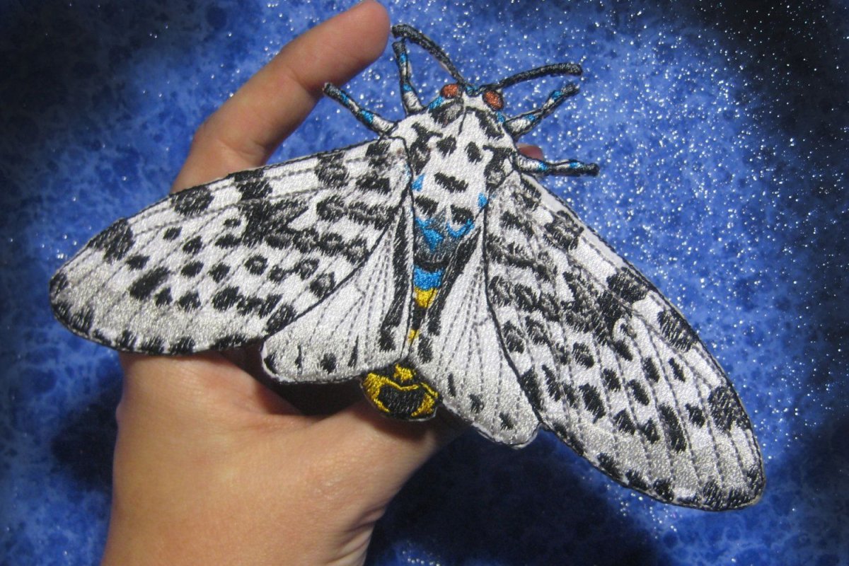 Giant Moth бабочка