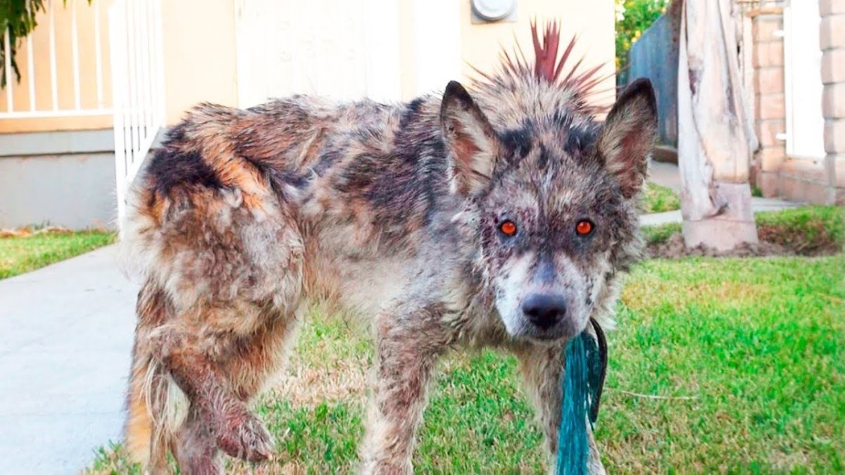 Волкособ гибрид волка