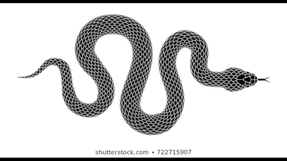 Королевский питон леуцист