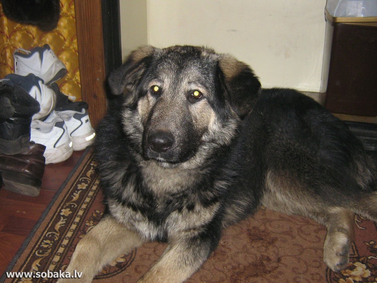 Волкособ с овчаркой