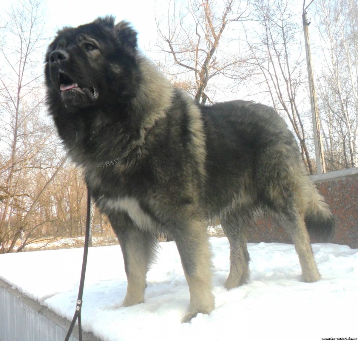 Волкособ и волкодав