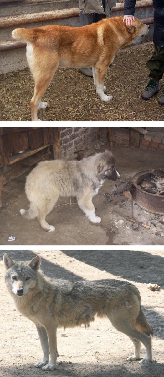 Смесь кавказской овчарки и волка