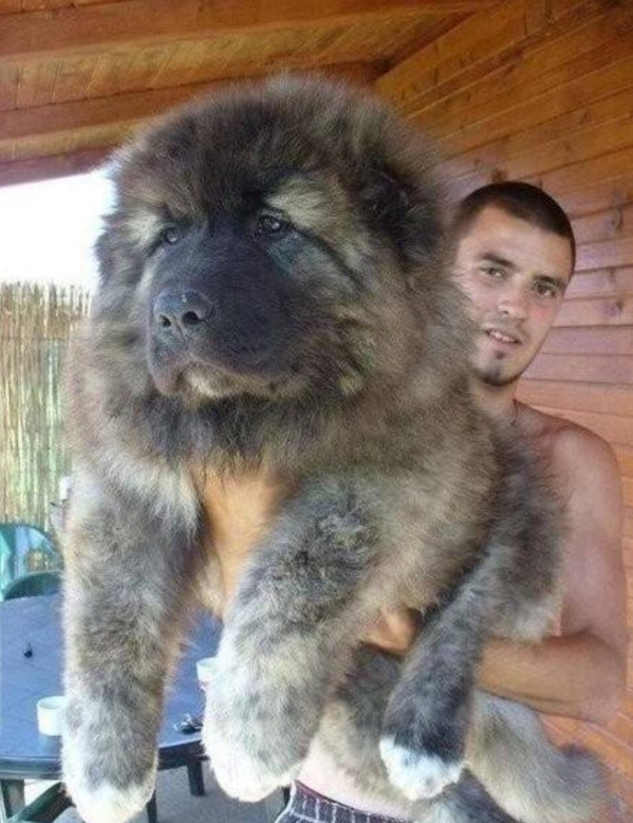 Вольфхунд Юки