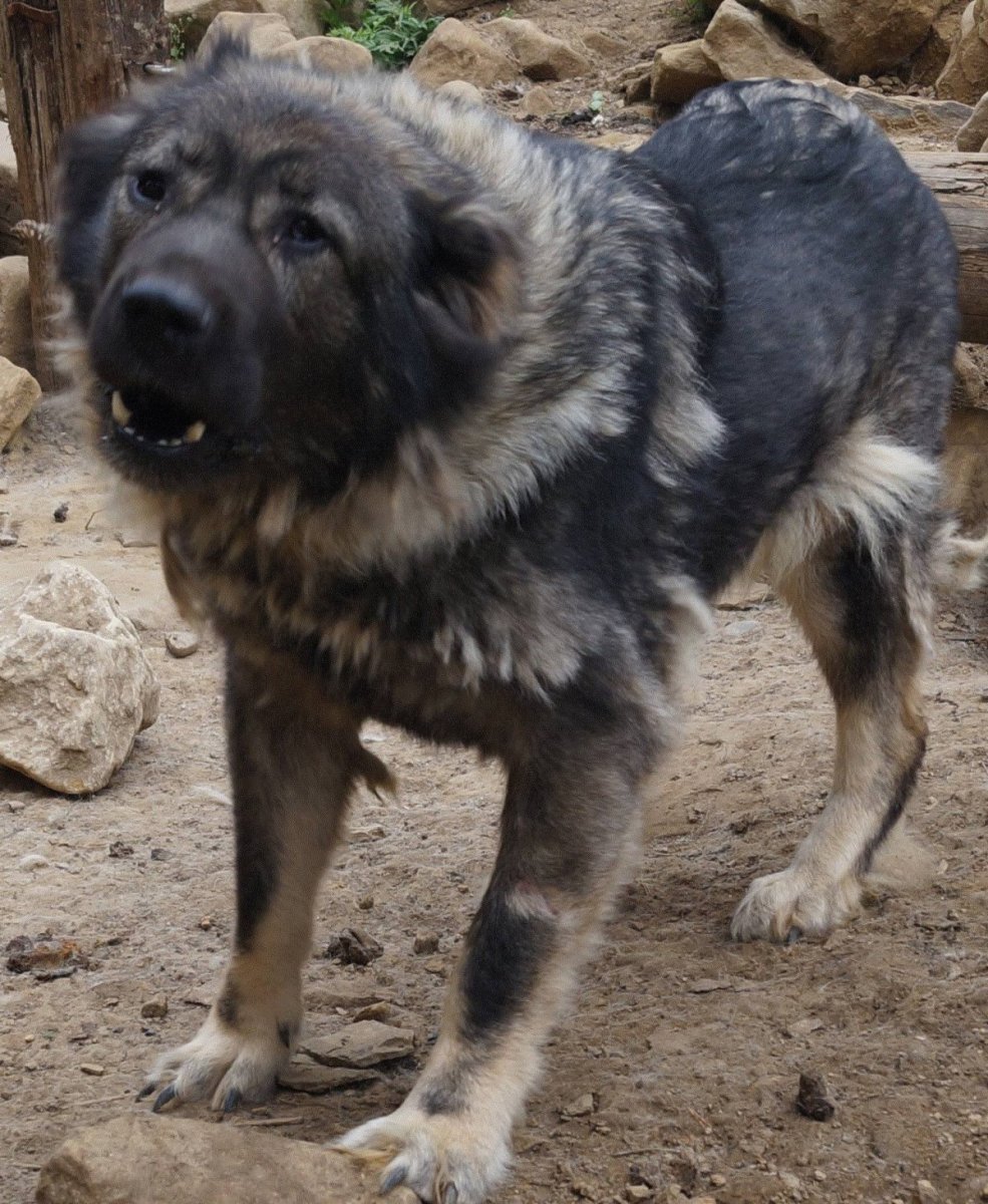 Метис Восточно европейской овчарки и кавказской