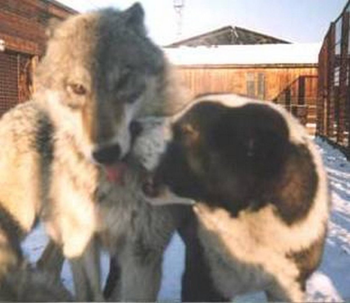 Фото волкособов