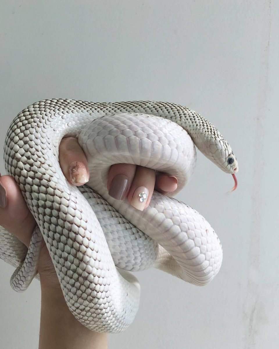 Андрей черных змеи