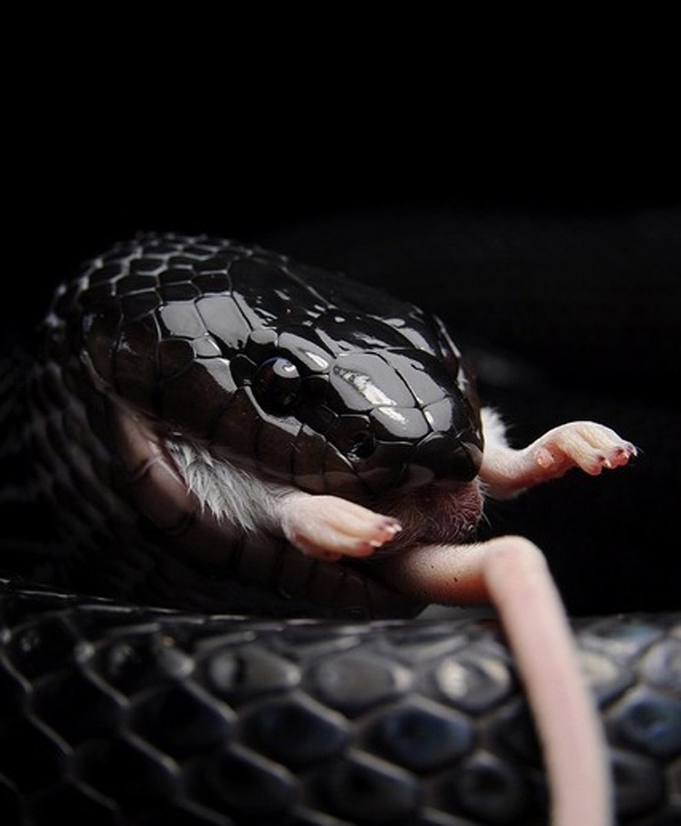 Королевский питон леуцист