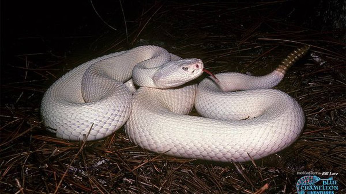 Королевский питон