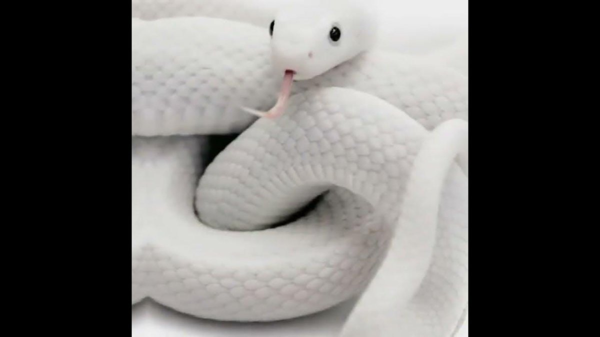 Мексиканская Королевская чёрная нигрита