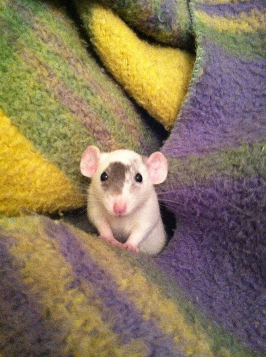 Милый крыс